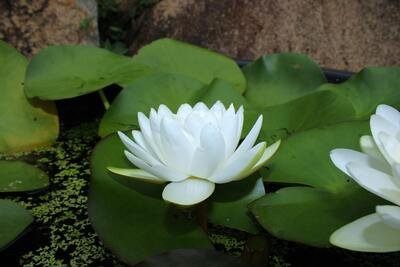 Gros plan d'une fleur de nénuphar blanche flottant sur l'eau avec des feuilles vertes.