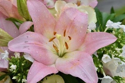 Gros plan d'un lys rose pâle symbolisant la douceur et la sérénité pour les cours de yoga prénatal.